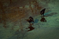 /album/reflets-aeriens/imgp2396-modifier-modifier-jpg/