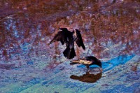 /album/reflets-aeriens/imgp2414-modifier-jpg/